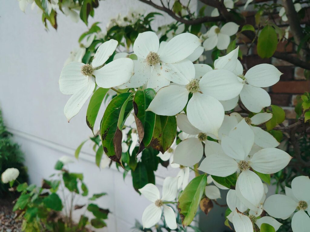 散歩中に出会ったお花