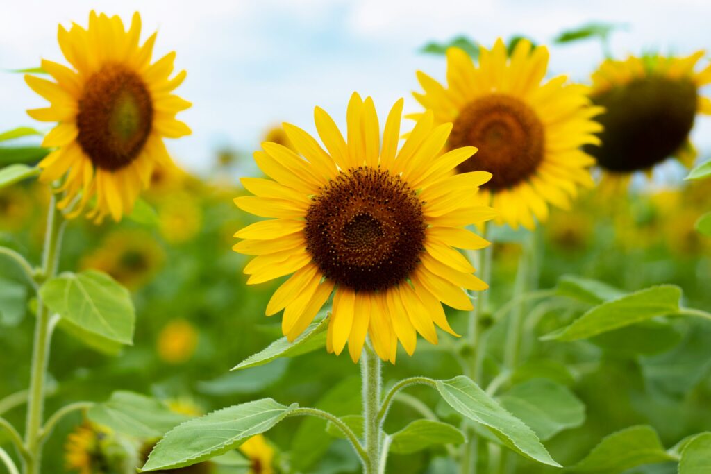 夏を代表する花